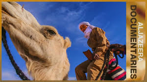 The hump stores up to 80 pounds of fat, which a camel can break down into water and energy when sustenance is not available. Camels In The Outback Al Jazeera World Youtube