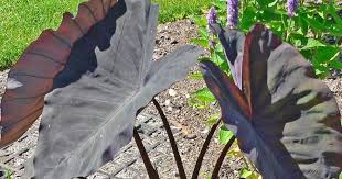 We did not find results for: Colocasia Esculenta Black Magic Care Growing Black Elephant Ears Plant