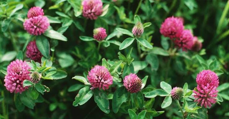 Red Clover