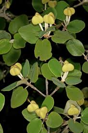 Image result for Androstachys