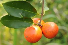 Image result for Celastraceae