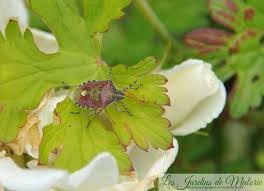 Les punaises et le jardin. Petite Bete Oh Punaise Les Jardins De Malorie