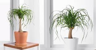 My ponytail palm, as you can see is small. How To Do The Best Ponytail Palm Care Guide That Matters