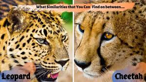 Jaguars and leopards can both swim very well. Know The Similarities Between Cheetah And Leopard Big Cat Family Lifetime Safaris