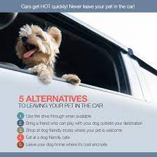 Get the inside scoop on jobs, salaries, top office locations, and ceo insights. All Pets Medical Surgical Center First And Foremost Never Leave Your Pet Alone In The Car Not In Any Weather For Any Reason Or For Just A Minute Facebook