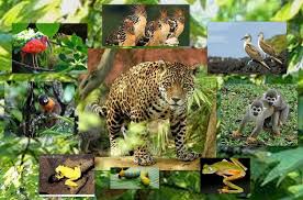 Resultado de imagen para animales collages