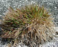 Image result for Eragrostis homblei