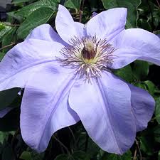 Shop.alwaysreview.com has been visited by 1m+ users in the past month Perennial Flowers Bloom Guide Costa Farms