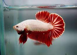 Betta fish red dragon half moon plakat(hmpk) male | ebay. Platinum Red Dragon Betta Fish Beautiful Fish Siamese Fighting Fish
