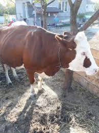 Vaca cu lapte de vanzare. Vitel Ieftine Nou Si Utilizat Anunturi Vitel 69 Pagina Olx Ro