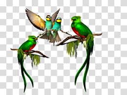 Balloon Drawing Bird Quetzal El Quetzal Resplendent Quetzal Parrot Guatemalan Quetzal Macaw Transparent Background Png Clipart Hiclipart If you want to draw the bird, you can draw it like a regular bird but with a long tail. balloon drawing bird quetzal el