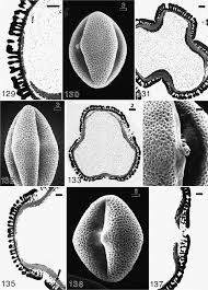 Image result for Paranecepsia alchorneifolia