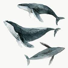 Humpback Whale Watercolor Painting Transparent Png Premium Image By Rawpixel Com Niwat Watercolor Whale Whale Painting Whale
