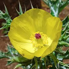 Image result for Argemone