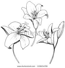 Stock Vector Vector Lily Floral Botanical Flower Wild Spring Leaf Wildflower Isolated Black And White Engrav Botanical Flowers Floral Botanical Wild Flowers