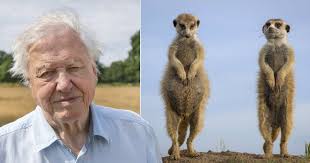 David Attenborough Dynasties: Peril of lions during meerkat special