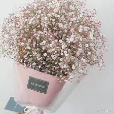 Gypsophila Paniculata Dried Flowers Pretty Flowers Beautiful Flowers