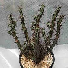 Image result for Euphorbia persistentifolia