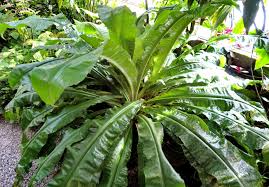 Image result for Palisota