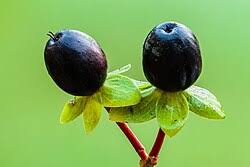 Image result for Hypericum scioanum