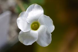 Image result for Oxalis obliquifolia