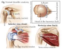 Video tutorials on shoulder anatomy. Shoulder Tendonitis Cheaper Than Retail Price Buy Clothing Accessories And Lifestyle Products For Women Men