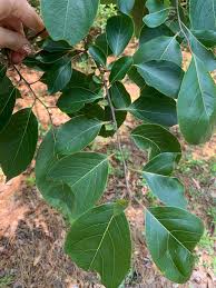 Image result for Ebenaceae