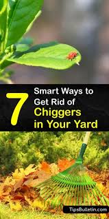 Does neem kill spider mites? 7 Smart Ways To Get Rid Of Chiggers In Your Yard