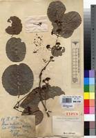 Image result for Campylostemon angolense