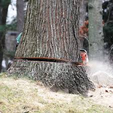 Removing a tree, whether it's big or small, is best left to the professionals. Cost Of Tree Removal Elite Tree Care