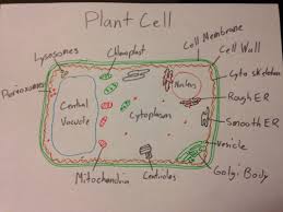 A contractile vacuole is involved in osmoregulation, which pumps water out of the cell to stop it from bursting. Cells Pages