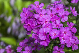 This type of hybrid phlox blooms earlier than the average tall garden phlox (p. 10 Great Tips For Growing Phlox Plants Garden Lovers Club