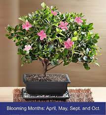 In the coldest areas zone 6 or lower most outdoor bonsai will need winter protection in garages or basements. Azalea Bonsai 1800flowers Com 18201