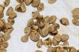 Image result for Margaritaria