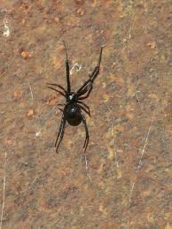 Black Widow And Recluses Alabama Cooperative Extension System