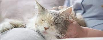 Tips For A Healthy Cat Pregnancy Pregnant Cat Care Purina
