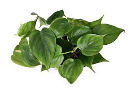 The most popular philodendron types: Ultimate Guide To Heartleaf Philodendron Care Petal Republic