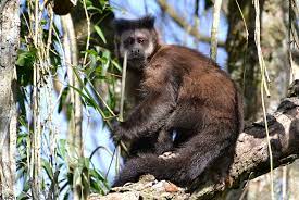The capuchin monkeys are the group of new world monkeys classified as genus cebus. Black Capuchin Wikipedia
