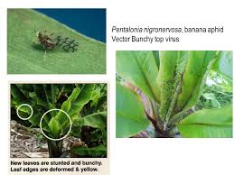 The banana aphids (pentalonia nigronervosa) are the insect vectors of banana bunchy top virus (bbtv), the ants protect the aphids from their enemies, and ants feed upon. Iqrpvtm3tsvqym