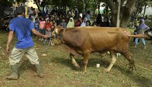Awalnya, lembu ingin menanyakan alasan sang ayah memberikan nama tersebut untuknya. Sapi Sumbangan Jokowi Bikin Warga Terluka