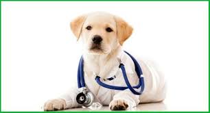 Robert taylor has the knowledge and expertise you want and need when caring for your pets. About Animal Care Clinic Lubbock Tx Veterinarians