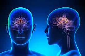 Image result for Limbic System