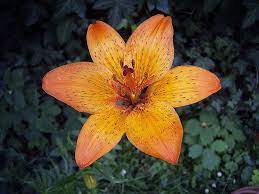 File Liliumbulbiferumcroceumbologna Jpg Wikipedia The Free Encyclopedia Tatoo Fotos Decoracao