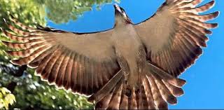 Native to the forests of philippine. Pithecophaga Jefferyi Or The Philippine Monkey Eating Eagle Is The Largest Extant Eagle In Terms Of Length And Wing Span Females Are Said To Be Larger Than Males Natureismetal