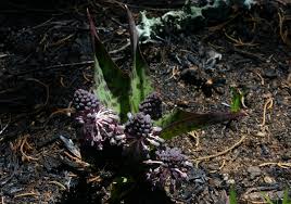 Image result for Ledebouria Unidentified sp. no1.