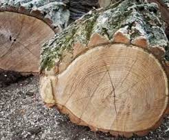 Questionable logging permits combined with reckless. Honey Locust Vs Black Locust