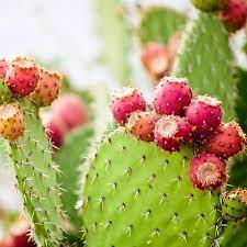 Prickly pear cactus is grown by planting a prickly pear seed in a cactus patch, requiring level 76 farming. Why Is The Prickly Pear Cactus One Of The Most Popular Cacti