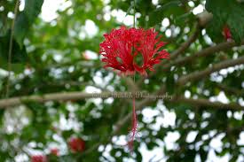 Maybe you would like to learn more about one of these? Hibiscus Schizopetalus Its Common Names Include Japanese Lantern Coral Hibiscus Spider Hibiscus And Hibiscus Schizopetalus Fringed Rosemallow Flower Garden