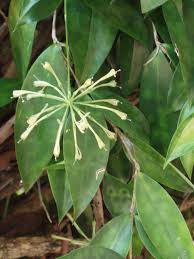 Image result for Dracaenaceae