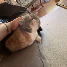 I offer cat sitting, dog sitting, exotic animal sitting, dog walking and overnight stays as well as exercise programs to help you help your pet to become the healthiest and happiest version of them they can be. Best Cat Sitter Near Me March 2021 Find Nearby Cat Sitter Reviews Yelp